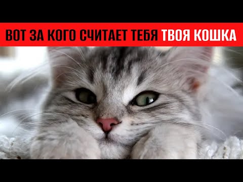 Видео: Шокирующее Открытие! Учёные Поняли, Как Кошки Нас Воспринимают!