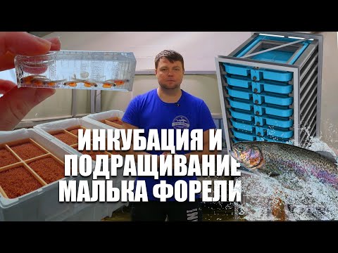 Видео: Разведение форели. Инкубация и подращивание малька