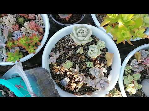 Видео: Цветочные новости. 17 августа 2023г.