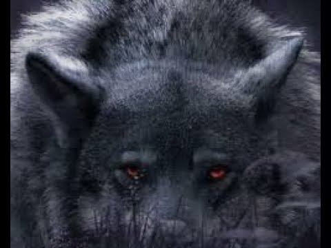 Видео: Нелюбимый (Волчонок) Барда