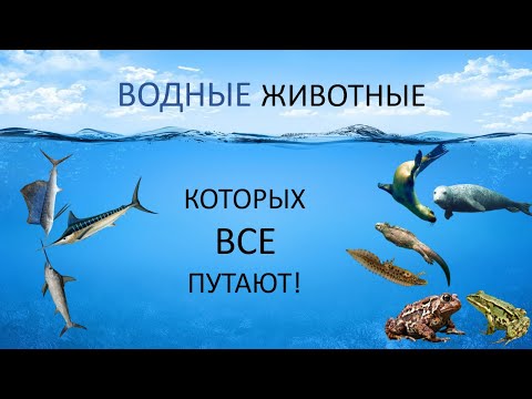 Видео: Этих животных ВСЕ путают!