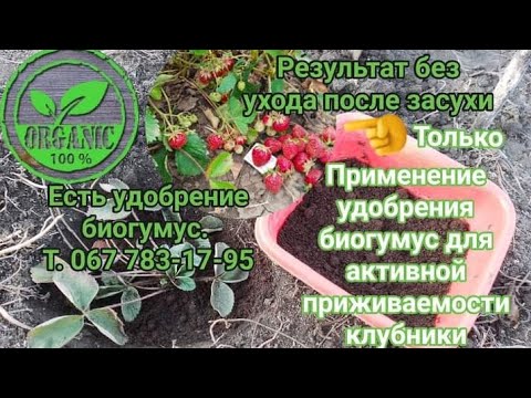 Видео: Применение удобрение биогумус,для активной приживаемость клубники,при рассаживание и пересадки.
