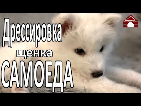 Видео: Дрессировка щенка самоеда / щенок на карантине