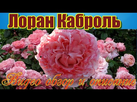 Видео: Обзор розы Лоран Каброль (Шраб)  - Laurent Cabrol (Massad Франция, 2009)