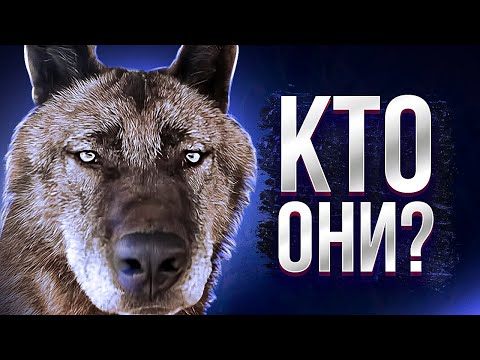Видео: ВОЛКИ - ЧТО МЫ О НИХ НЕ ЗНАЕМ? Зачем воют на Луну и как человеку стать членом волчьей стаи?