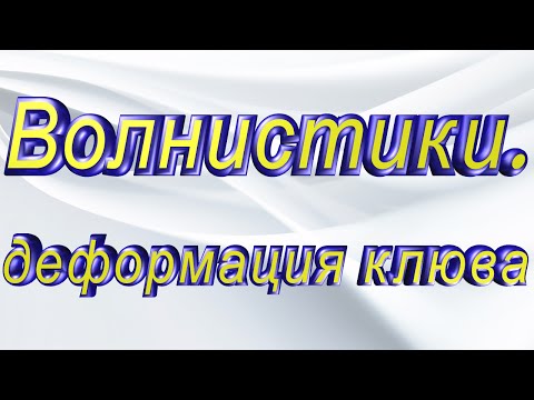 Видео: Волнистые попугаи. Деформация клюва