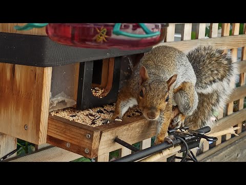 Видео: 🔴 Bird feeding online cam 🐿️📺🐦 | Пані годівниця онлайн #bird #squirrel #feeding #online #cam