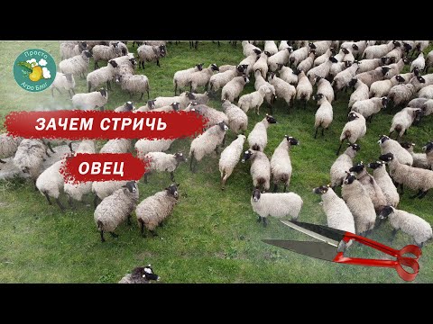 Видео: Зачем стричь овец?