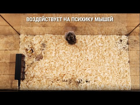Видео: Ультразвуковые отпугиватели грызунов, крыс и мышей, которые работают! Модели 2021!