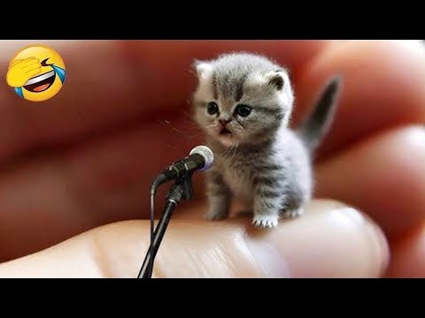 Видео: Приготовьтесь смеяться без остановки с этими забавными кошками и собаками 🤣