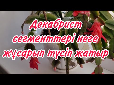 Видео: Үй гүлдері.Декабрист сегменттері неге жұмсарып  түсіп жатыр