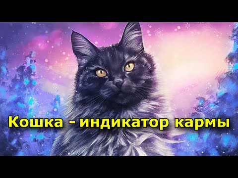 Видео: Кошка — индикатор кармы