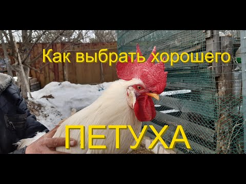 Видео: Как выбрать хорошего петуха