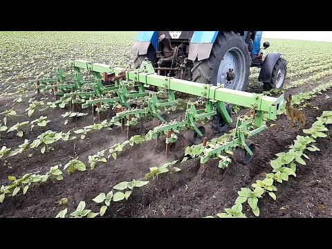 Видео: Работает МТЗ-82 - междурядная культивация гранстароустойчивого подсолнуха АРКАДИЯ , НСХ-498.