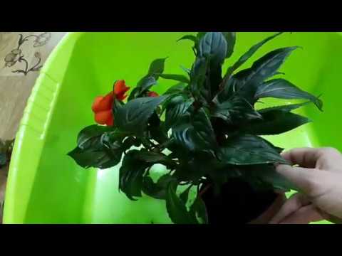 Видео: Черенкование бальзамина Новогвинейского + обработка против вредителей