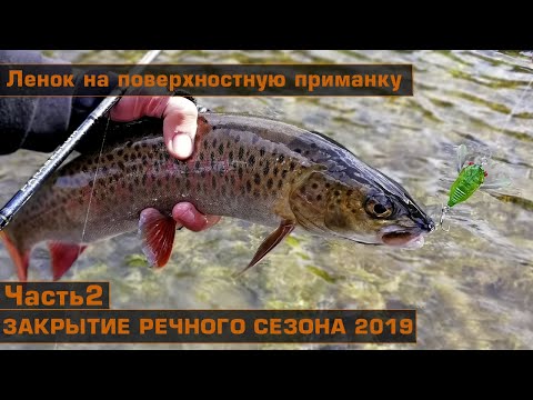 Видео: Ловля ленка с поверхности спиннингом. Закрытие речного сезона 2019. Часть 2