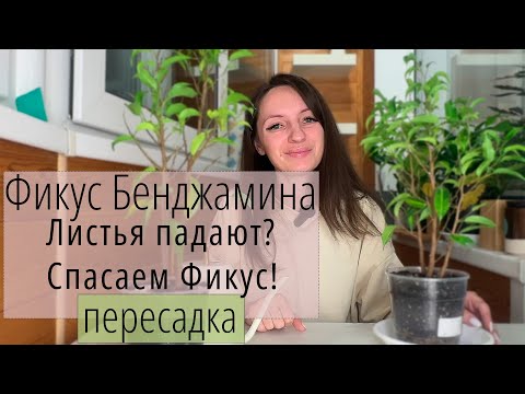 Видео: Реанимация Фикуса Бенджамина: что делать, если посыпались листья?