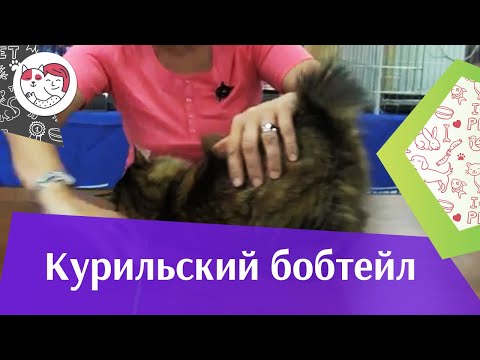 Видео: Курильский бобтейл на ilikepet