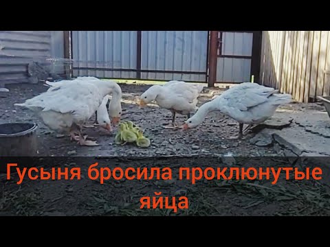 Видео: Реакция Гуся на новорождённых гусят!! всё пошло не по плану!!!
