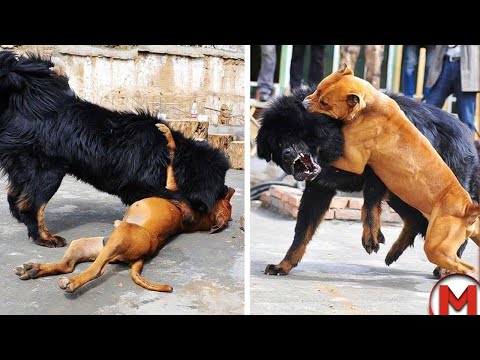 Видео: Эти Запрещенные Собаки Порвут Любого! Топ 10