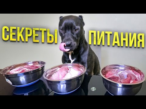 Видео: ЛУЧШАЯ ЕДА И КОРМ ДЛЯ СОБАК И ЩЕНЯТ
