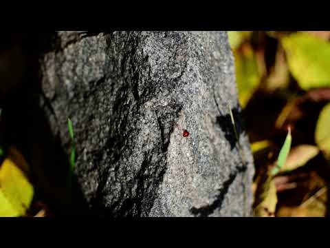 Видео: Божья коровка ползает по камню.