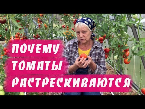 Видео: Почему растрескиваются томаты. Причины.