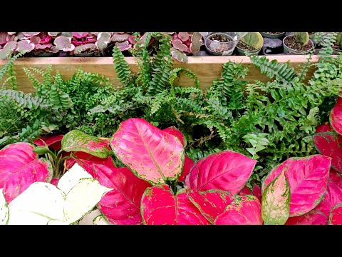 Видео: 🍊🍃Леруа Мерлен🍒🍃Что Новенького Привезли?!🍃🥑