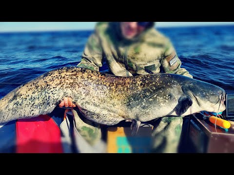 Видео: СОМЫ-ГИГАНТЫ на КВОК с водохранилища. МОНСТРЫ ГНУТ удочки! ТРОФЕЙНАЯ рыбалка с ПВХ лодки на Спиннинг