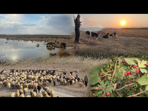 Видео: Пастух в Иране 🇮🇷 | Пастбище осенью | Красота и борьба кочевников