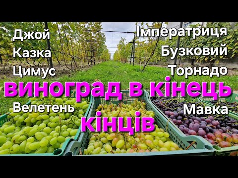 Видео: Фінальна зрізка-огляд 🍇2025