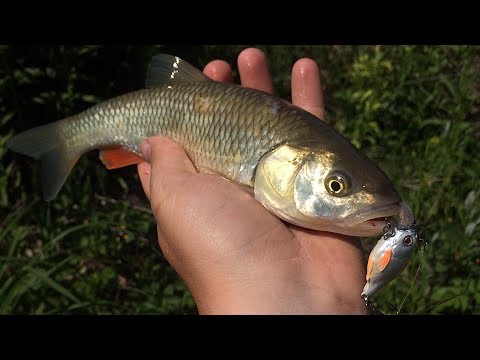 Видео: голавль горных рек Кубани