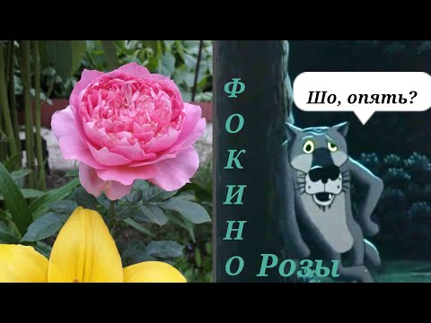 Видео: #розы Фокино🌹быстрая распаковка🌹