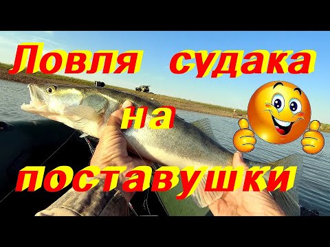 Видео: Ловля судака на малька #  поставушка / самоловка .Рыбалка  с ночевкой.