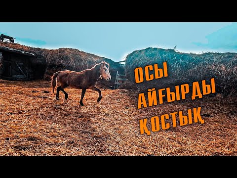 Видео: Қорада тұрған байталдарға  айғыр әкелдік | Рулон пішен әкеліп бердік