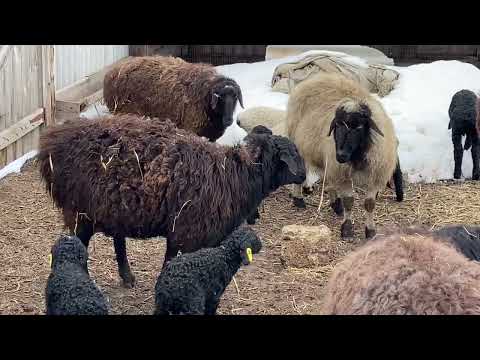 Видео: Что дают переярки