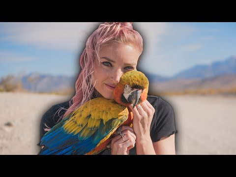 Видео: Как сделать попугая ласковым и пушистым