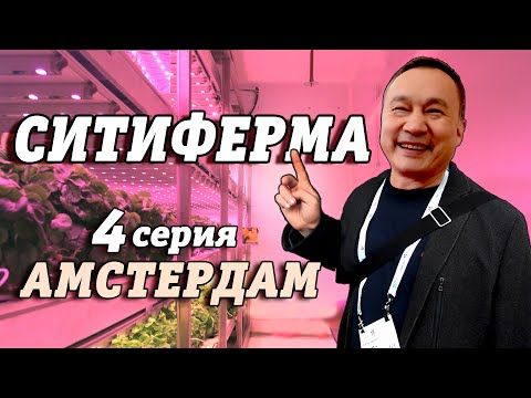 Видео: СИТИФЕРМА | Амстердам | 4 серия #216