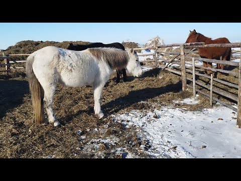 Видео: Аязды күндер жалғасуда.Көк бие,үйдегі малдар