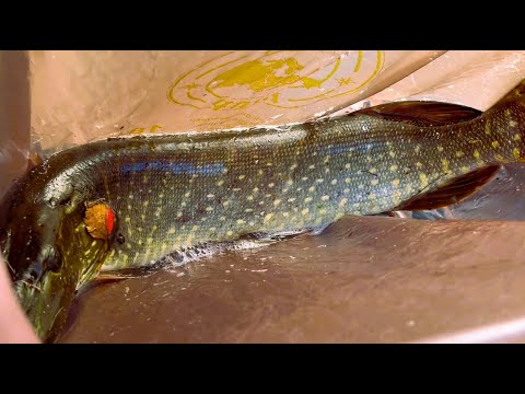 Видео: Последняя ПОПЫТКА закрыть сезон. РЕЗУЛЬТАТ УДИВИЛ. Такого ещё не было!