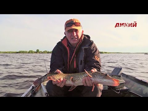 Видео: За хищником на Рыбинку. Мой мир в рыбалке.