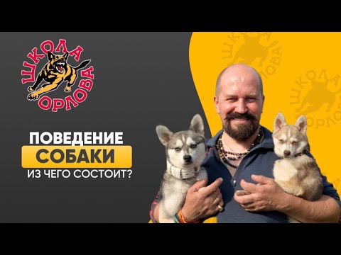 Видео: Как управлять поведением собаки