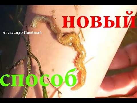 Видео: Где взять как копать искать найти поймать добыть накопать хранить лиманского морского червя нереис