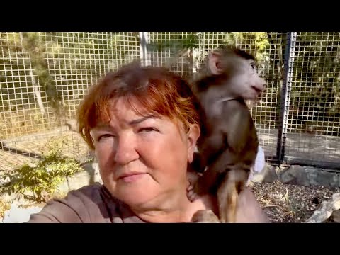 Видео: Для усмирения Анфисы мы отправились погулять к попугаям Гиви и Азе, они ее встретили не приветливо)