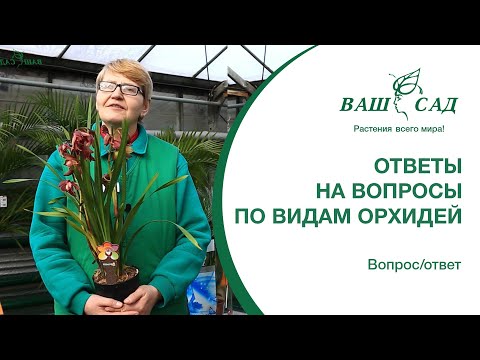 Видео: Отвечаем на вопросы: Цимбидиум, Дендробиум, Дендробиум фаленопсис Ваш сад