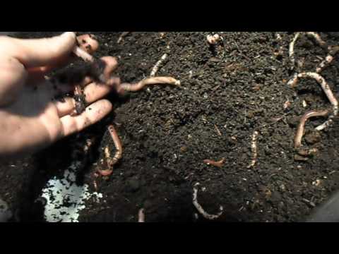 Видео: Мой маточьник