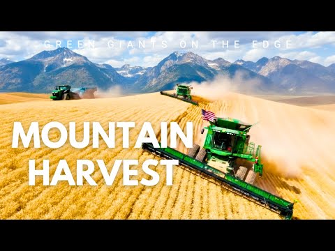 Видео: Самые безумные сборщики пшеницы в Америке | Зелёные гиганты в горах