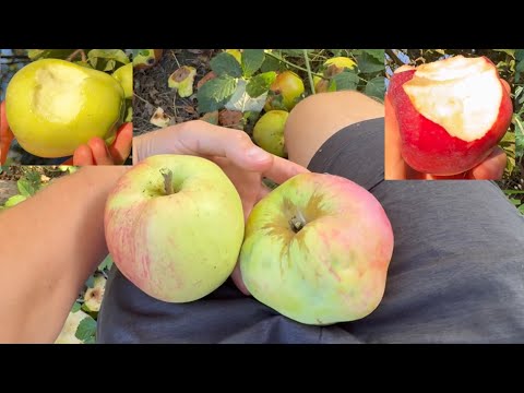 Видео: Два самых крупных сорта яблок, которые я выращиваю! Плюс дегустация двух других сортов на Same Tree!