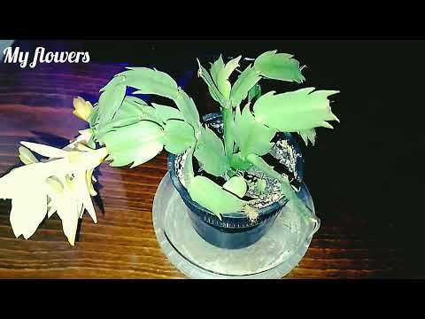 Видео: Как поливать Декабрист?Полив во время цветения.