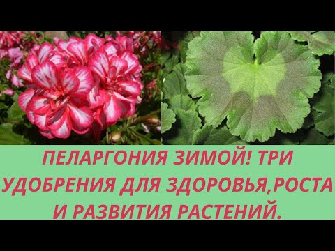 Видео: Пеларгонии зимой. 2 Варианта зимовки Герани.Цветы для дома и сада.